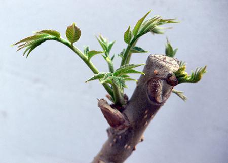 香椿烂皮病易造成植株死亡，四个方案帮你解决问题