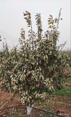 山柚树种植方法(吉安市井冈蜜柚防寒抗冻三环节技术)