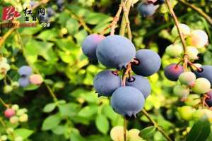 蓝莓适合在广西种植吗(视频丨道县：60亩蓝莓成熟上市“蓝”精灵“莓”好尽现)