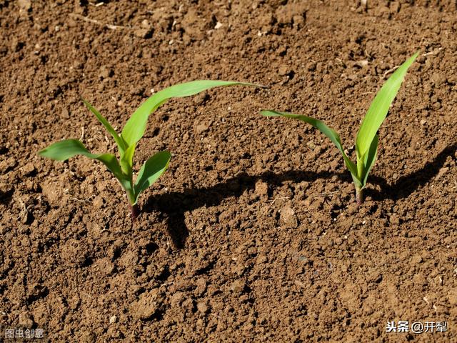 香瓜、玉米、水稻种植问题，养殖小妙招，农村法规小常识都在这里