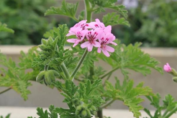 “驱蚊植物”真能赶跑蚊子？植物园专家这么说