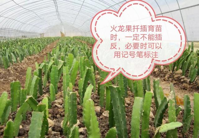 “南果北种”有原因，北方温室种植火龙果，做好四点才能创收