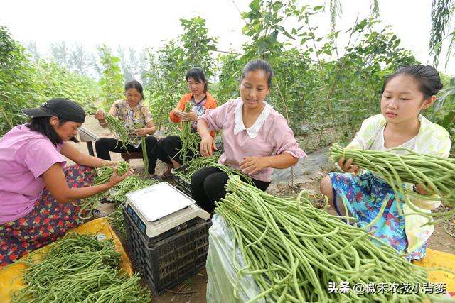 种植豆角记住这6点，豆角开花结荚多、落花落荚少、采收期延长