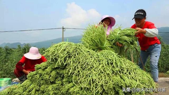 种植豆角记住这6点，豆角开花结荚多、落花落荚少、采收期延长