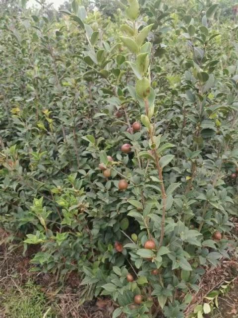 高产油茶苗、茶油茶栽培技术