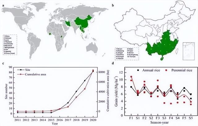 每年亩产1000斤，生产成本却直接减半？种一次收四年的水稻有多香