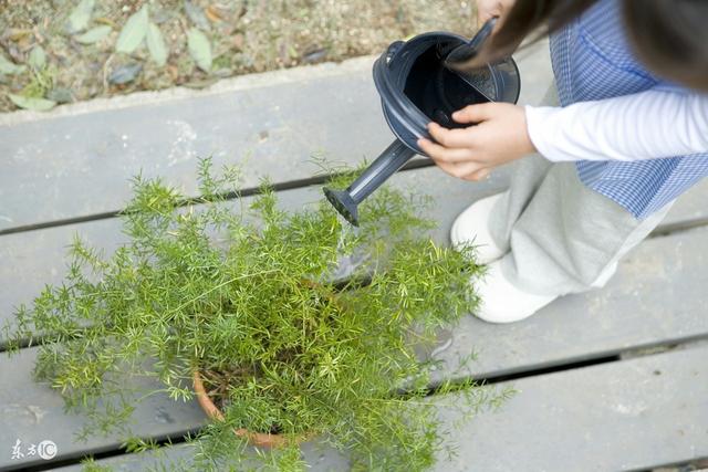 楸树栾树苗木运输、栽培、养护修剪技术