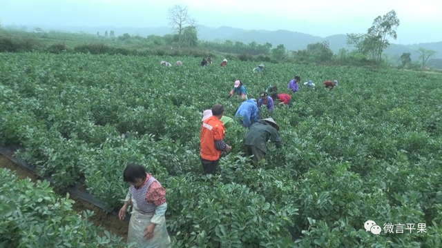 平果：太平镇“冬闲田”种植蚕豆喜获丰收