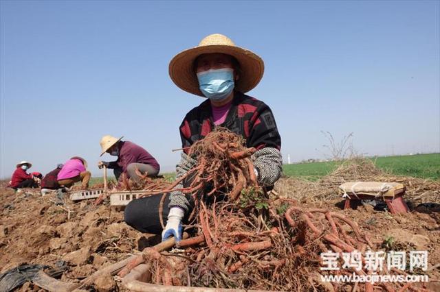 宝鸡金台：丹参种植为群众增收开出“好药方”