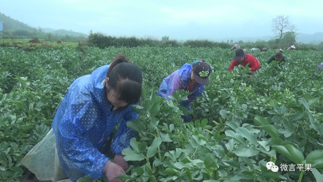 平果：太平镇“冬闲田”种植蚕豆喜获丰收