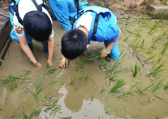 忙碌四季农事 南京市香山路幼儿园的孩子们爱上劳动