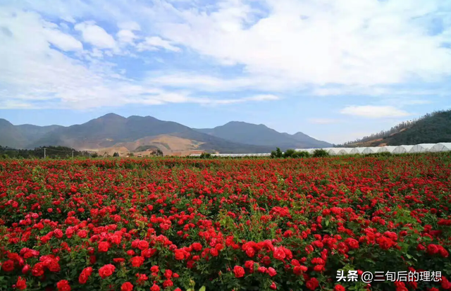 玫瑰花优质品种的选择，和适当的气候土壤，是提高花产的基础