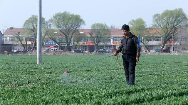 种小麦，如何提高产量？正确使用3个配方，高产有保障