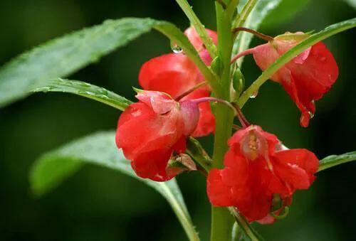 凤仙花，天然的“指甲油”，这样繁殖养护，植株旺盛、花开不断