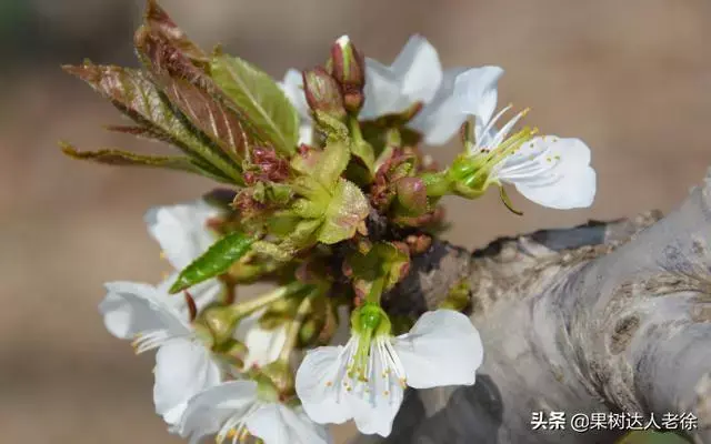 樱桃好吃树难栽，大棚栽培大樱桃易成功吗，关键花果管理如何做？