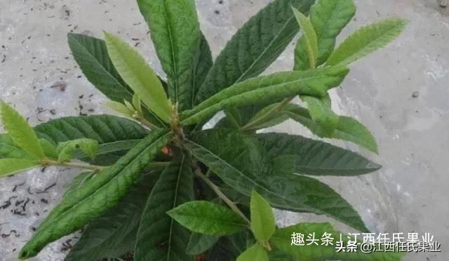 枇杷能扦插种植吗？存活率有多高？