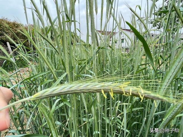 高达180厘米冬牧70黑麦草，耐寒、适应性强，牛羊爱吃，种植简单