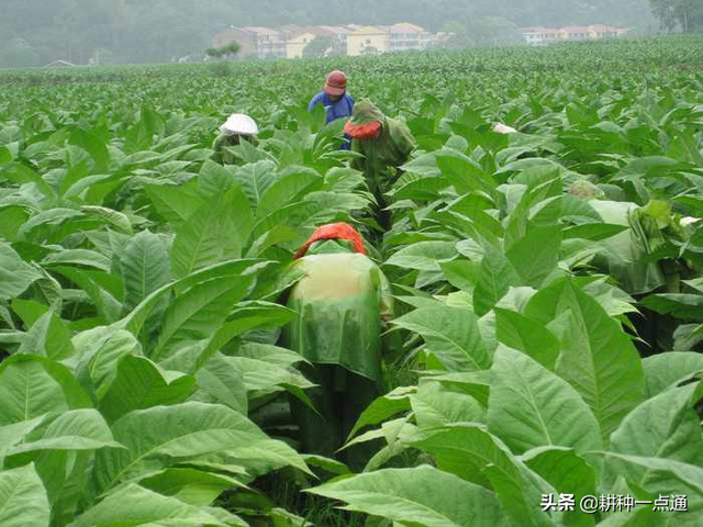 农民辛苦种植烟叶，虫子多难杀死，虫害防治方法提前收好