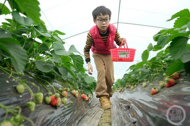 重庆北碚：水果种植规模化 助力乡村振兴