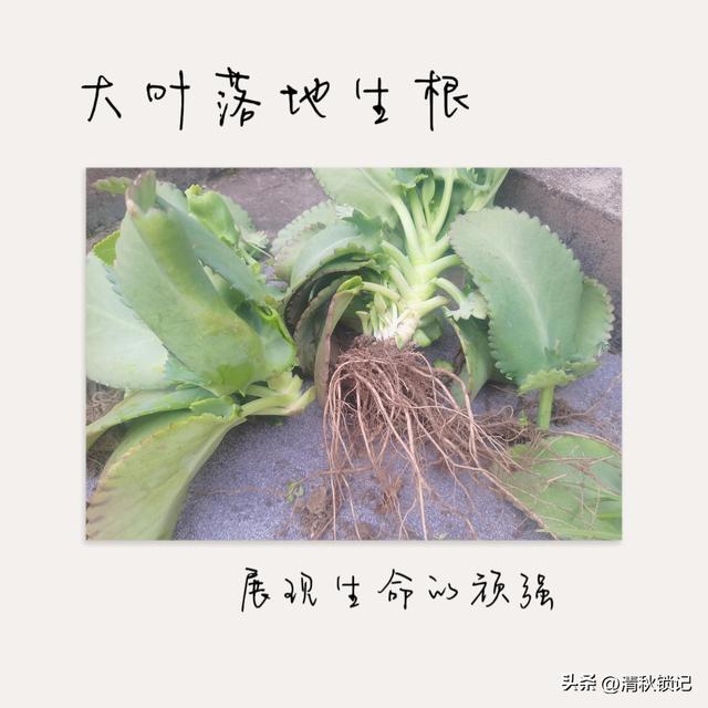 在拔除中感受生命的顽强，在播种中感受生命的鲜活