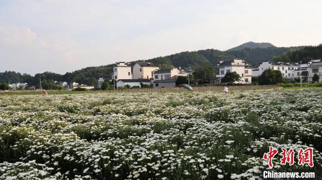 安徽黄山七月菊进入采摘季 菊香人欢丰收景