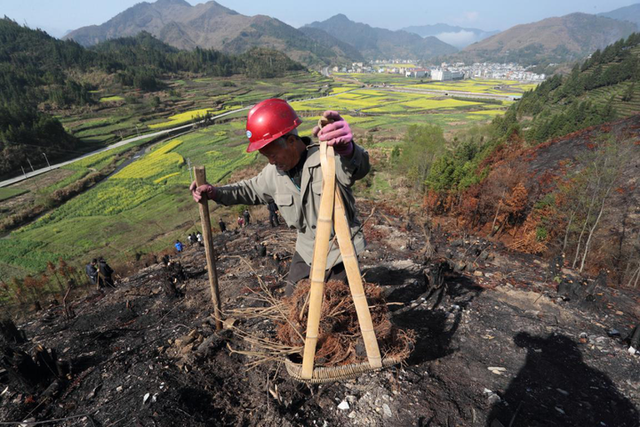 “花开百村、果香万家”钱江源头植万树