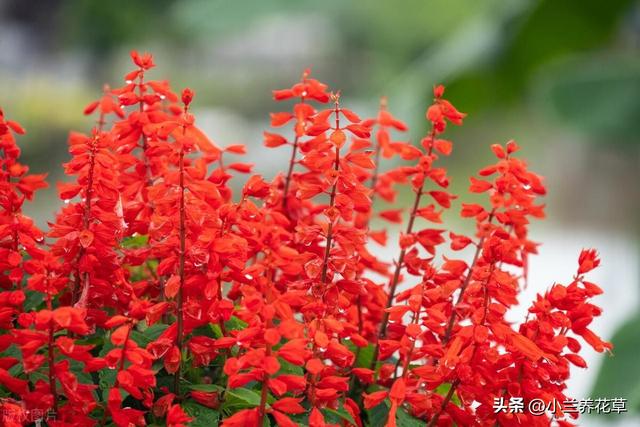 一串红的种植技巧，这样种，在家中也能生长旺盛，花满园！