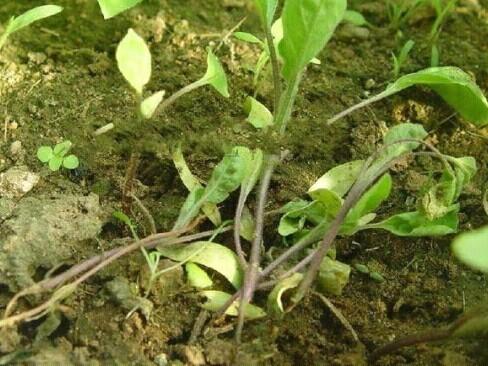 浅谈湖南高山辣椒种植技术