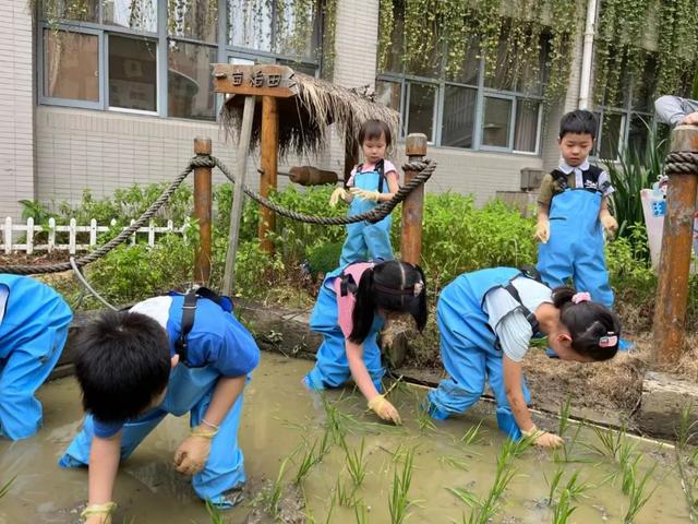 忙碌四季农事 南京市香山路幼儿园的孩子们爱上劳动