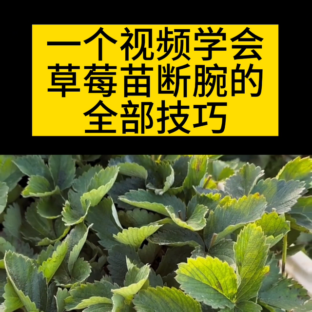 一个视频让你学会草莓苗断腕的全部技巧！#草莓种植技术