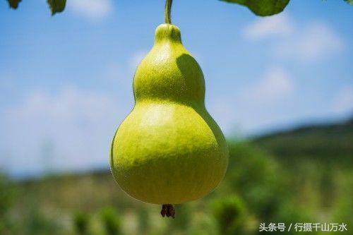 济南章丘马友谊葫芦基地，一个生机勃勃的葫芦世界