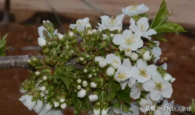 樱桃好吃树难栽，大棚栽培大樱桃易成功吗，关键花果管理如何做？