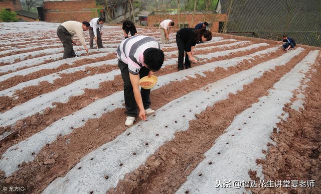 花生播种，行距和株距怎么规范，一亩地下多少花生种最好