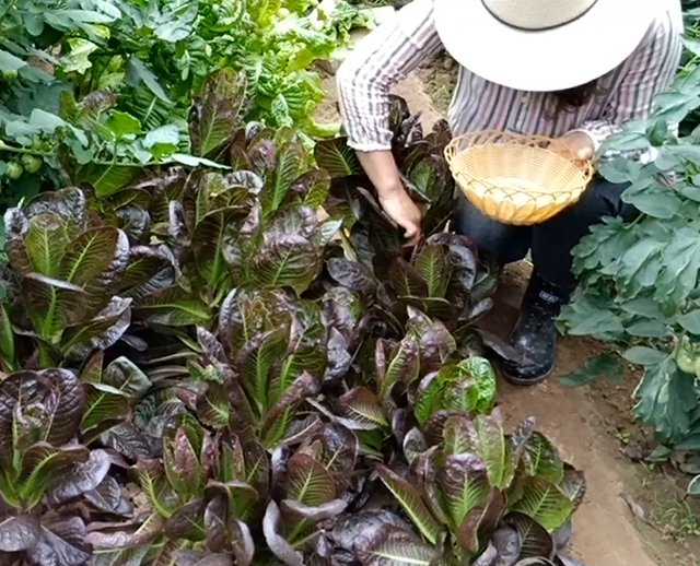 田园晓月家庭种菜不打药，防虫杀虫经验全总结在这里，太实用了