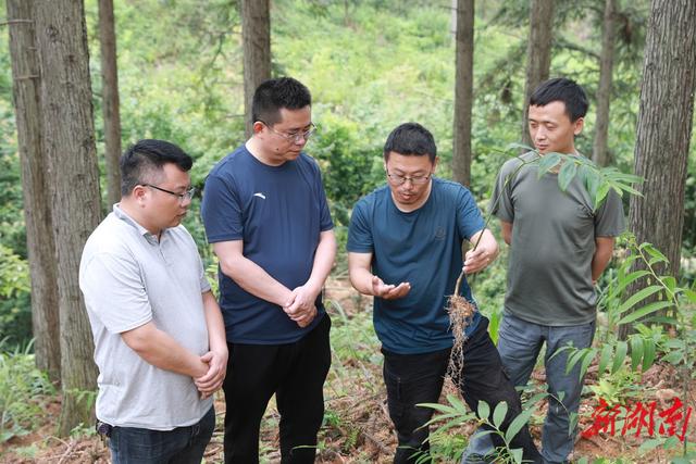 麻阳这个乡着力打造怀化市中药材之乡，要让中药材成为当地百姓增收致富的“良药”