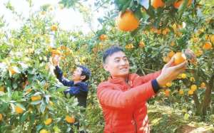 岳阳适合种植什么果树(黄了橘子、富了村民岳阳西奇水果种植合作社如今“甜蜜蜜”)