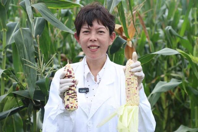 我们的十年｜玉米专家刘霞：攻克7个新品种，盐碱地种出新希望