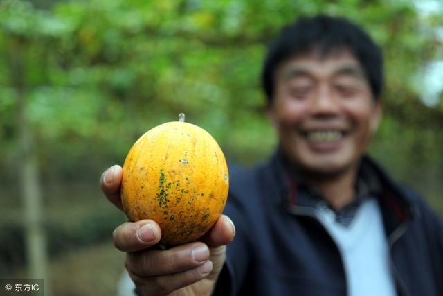 中药材种植迎来热潮，不能跟风种植，看好这9个品种因地制宜