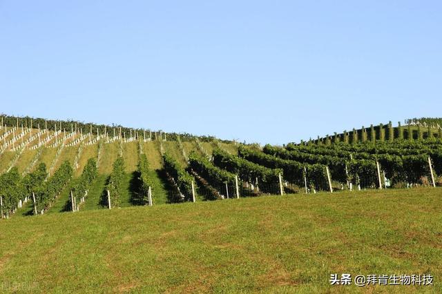 葡萄怎样种植才能优质并高产？新技术攻略分享