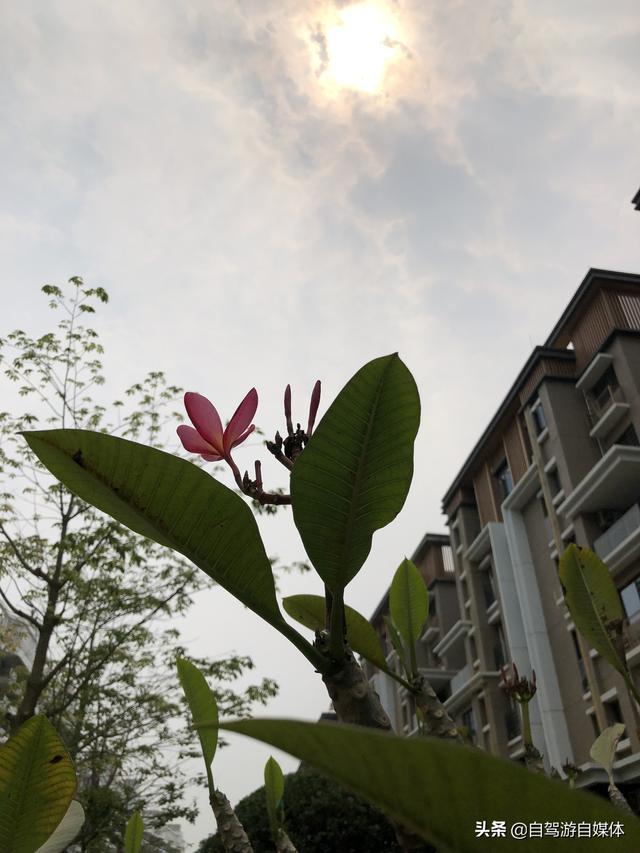 海南特色植物之鸡蛋花