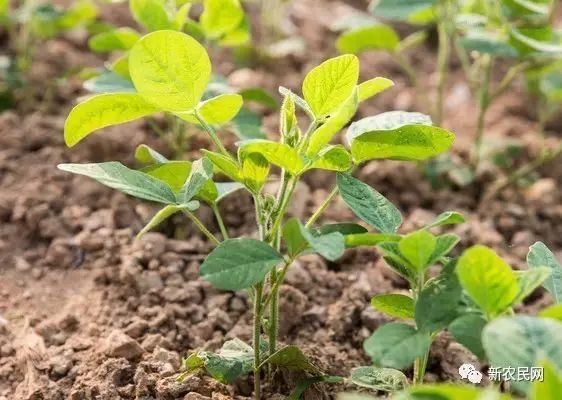 大豆除草知识大全