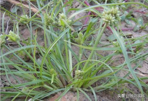 这个新除草剂专治香附子、莎草等恶性杂草，对作物安全又高效