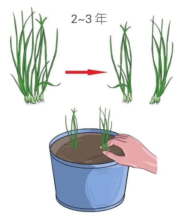 分享细香葱收获不断的秘诀，每隔2～3年就要进行一次分株