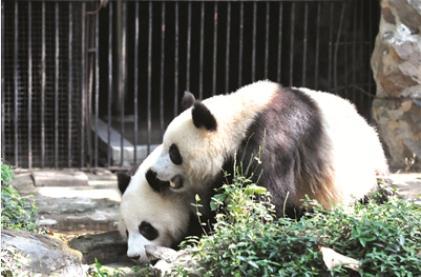 确认了！马上来杭州！市民：“春生”“香果”，超级期待！