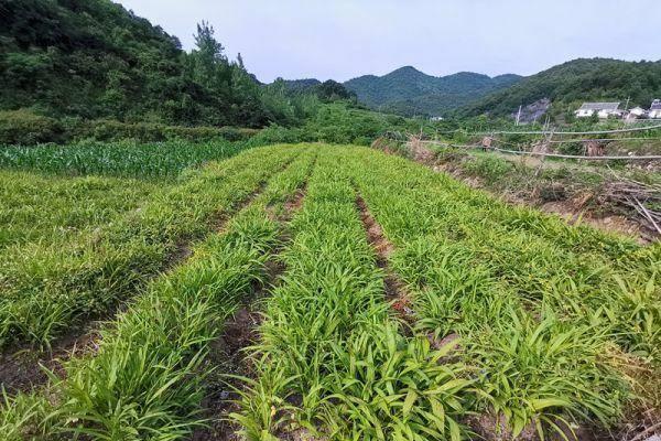 白芨致富秘笈：京山绿林镇的神奇农民！