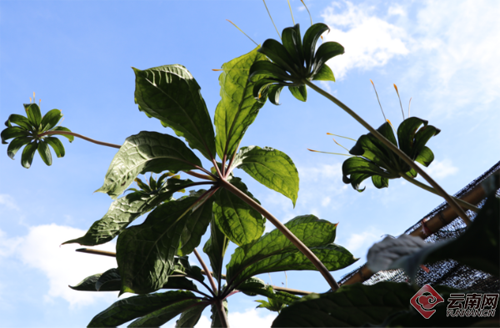 药材种植要考虑橘枳之别