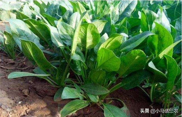 什么时候可以种植菠菜，如何种植菠菜产量才会高