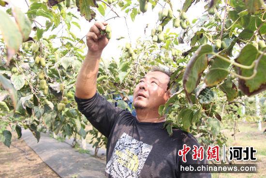 河北高阳：特色种植结出“致富果”