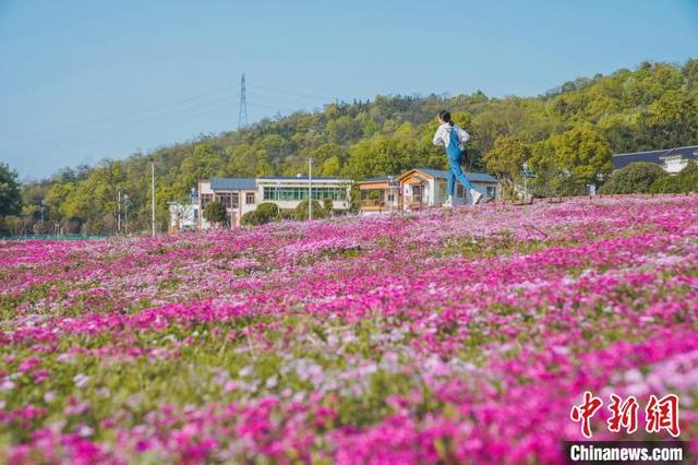 湖南花木产业规模位居全国前列“林中花事盛会”探索发展新思路