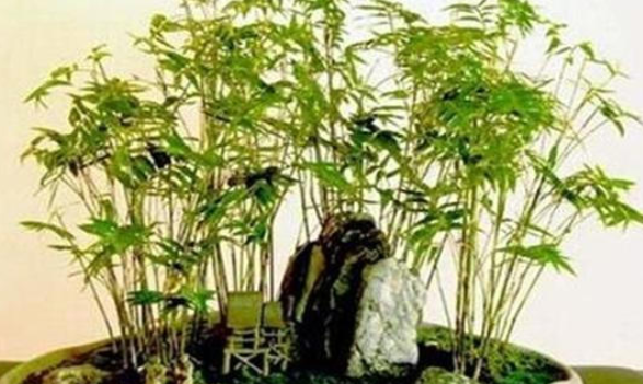 种植竹子的季节要来了，它应该如何养护？一起来看看吧